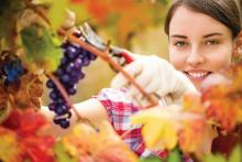 Vinska klet KZ Metlika