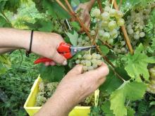 Iščemo sezonske delavce za trgatev